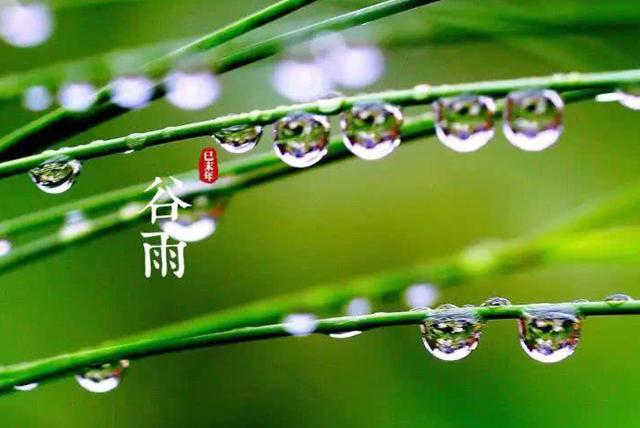 谷雨.jpeg